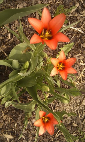 Tulipany botanicke autor Pavel Hanzal (c)